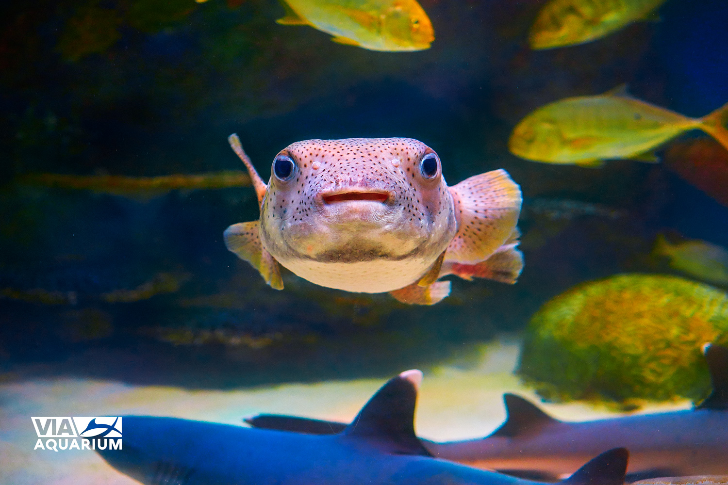 Experiences - Via Aquarium
